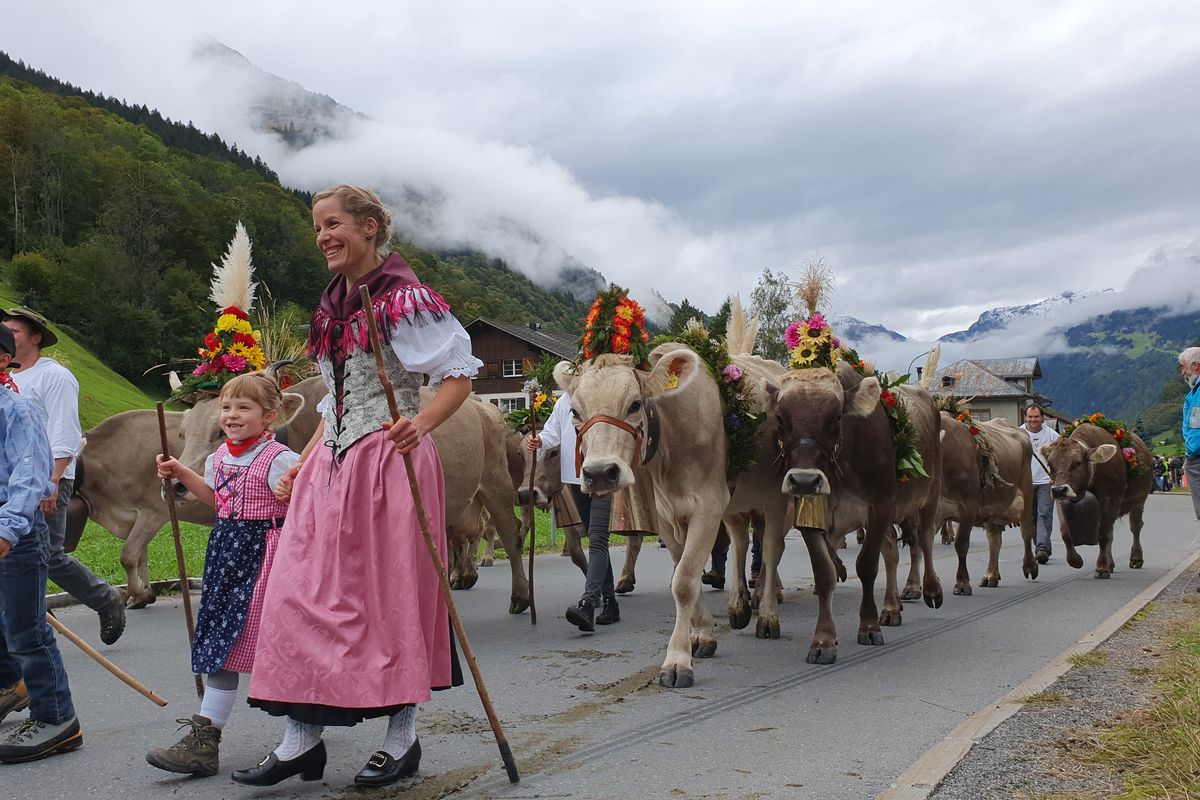 Alpabzug cattle descent with decorated cows and traditional dress in Elm, Glarus, Switzerland